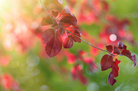 Red leaves and sun in springの写真素材
