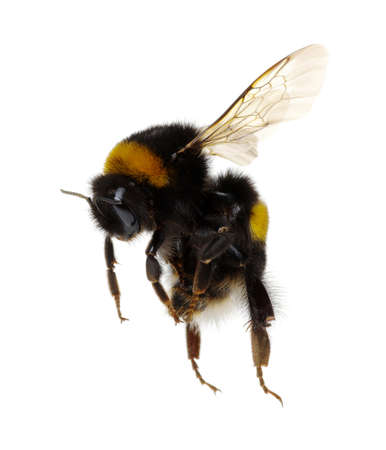 bumblebee isolated on the white backgroundの写真素材
