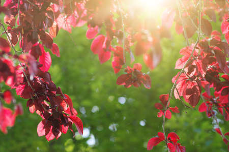 Red leaves and sun in spring