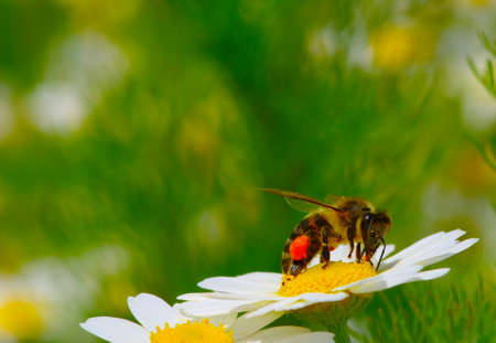 Bee on wild flower pollens with green background.