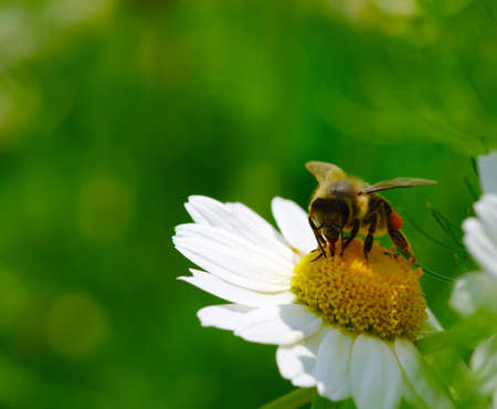 Bee on wild flower pollens with green background.の写真素材
