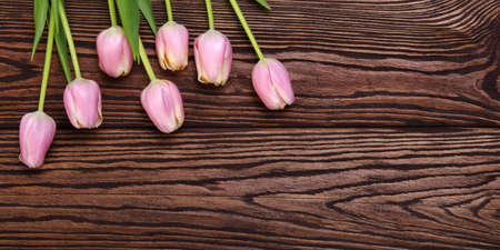 Pink tulips bunch on wood planks background. Space for text.の写真素材