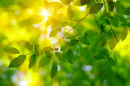 Sun beams and green leaves. Fresh tree foliage , frame. Natural spring background.の写真素材