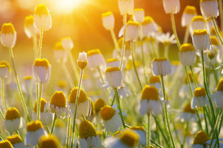 Spring flowers on sun. Nature backgroundの写真素材