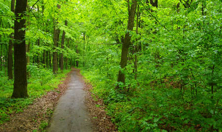 Forest trees. nature green wood in spring