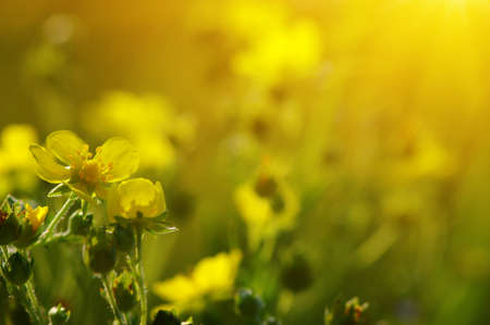 Spring flowers on sun. Nature background