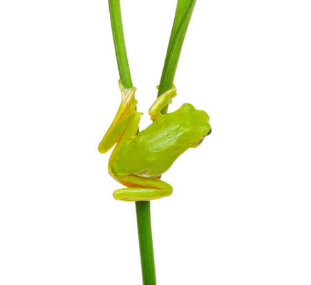 Tree Frog sitting on a green plant isolated on white background