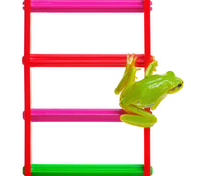 Green frog on the toy ladder