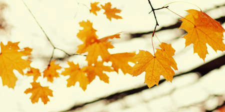 Autumn leaves on blurred nature background. Shallow focus. Fall bokeh.