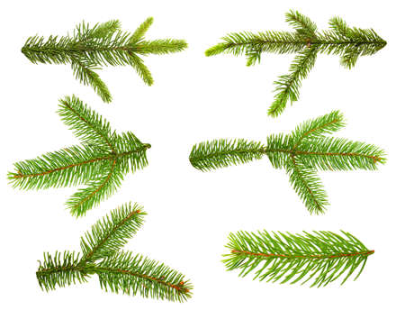 Set of fir branches. Christmas tree, pine, winter. の写真素材