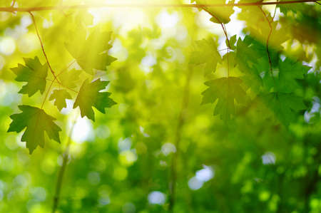  Green leaves on the sun. Spring blurred background.の写真素材