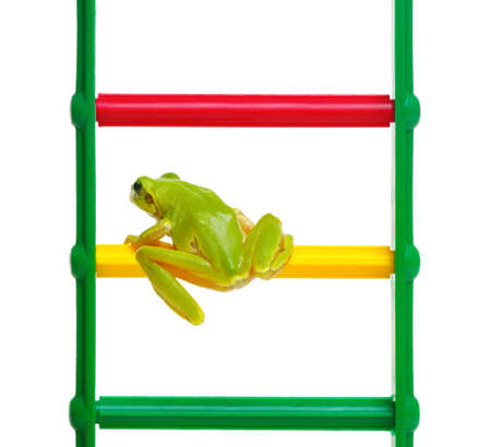 Green frog on the toy ladder 