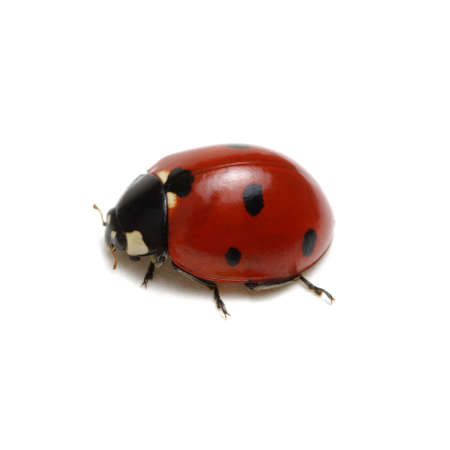 Ladybug isolated on white backgroundの写真素材