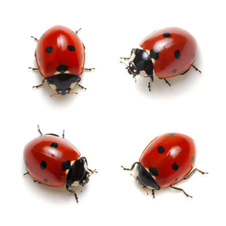 coccinelle image libre de droit