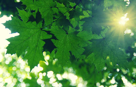 Green leaves and sun in spring
