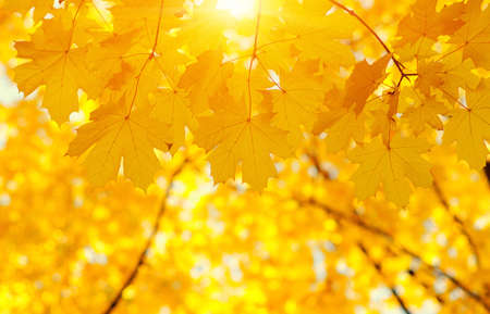 Autumn leaves on blurred nature background. Shallow focus. Fall bokeh.