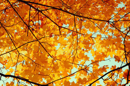 Autumn leaves on the sun. Fall blurred background.