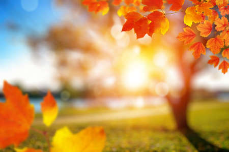 Autumn leaves on the sun. Fall blurred background.の写真素材