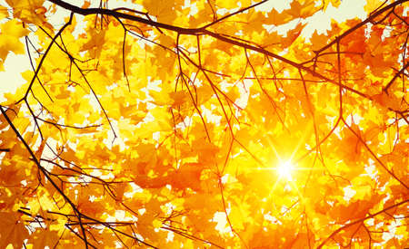 Autumn leaves on the sun. Fall blurred background.