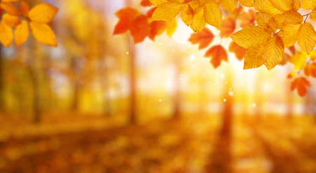Autumn leaves on the sun and blurred trees . Fall background.の写真素材