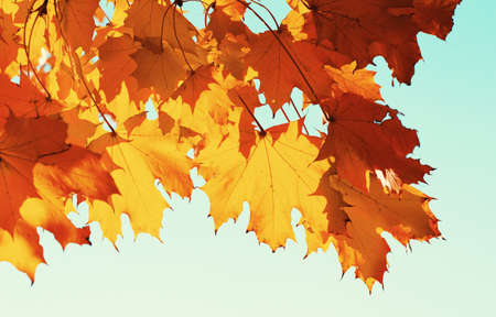 Autumn leaves on the sky and sunの写真素材