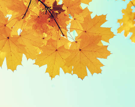 Autumn leaves on the sun. Fall blurred background.の写真素材