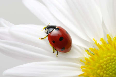 Ladybug sits on a flowerの写真素材