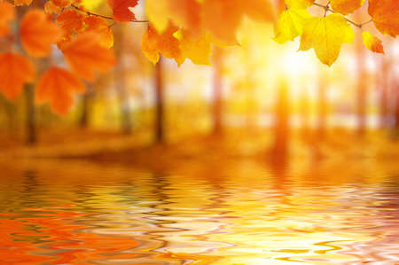 Autumn leaves on the sun. Fall blurred background.