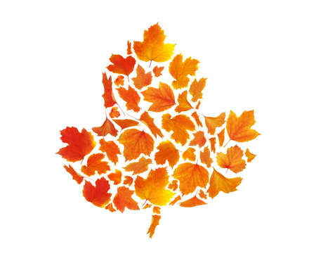 autumn leaves isolated on white background
