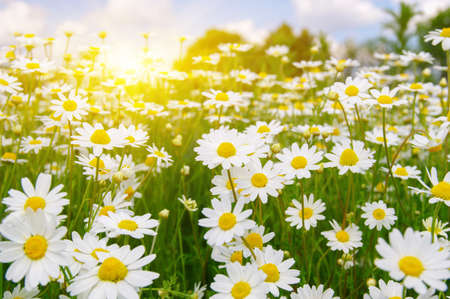 White camomiles on green field and sunの写真素材