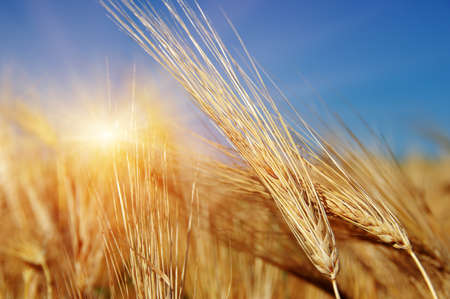 Golden wheat close up on sun. Rural scene under sunlight. Summer background. Growth harvest.の写真素材