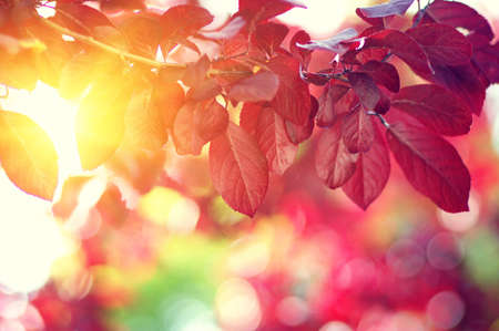 Autumn leaves on the sun. Fall blurred background.の写真素材