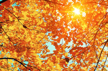 Autumn leaves on the sun. Fall blurred background.