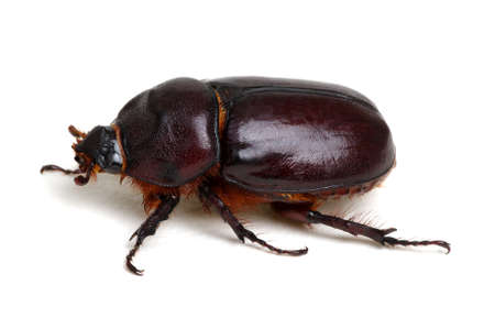 Beetle isolated on white backgroundの写真素材