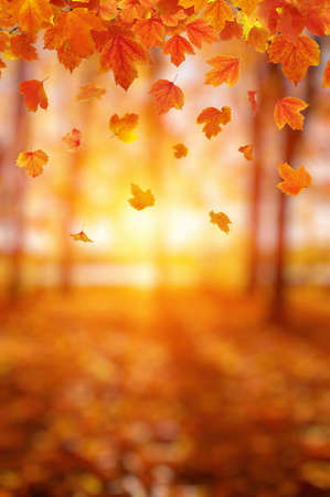 Autumn leaves on the sun. Fall blurred background.の写真素材