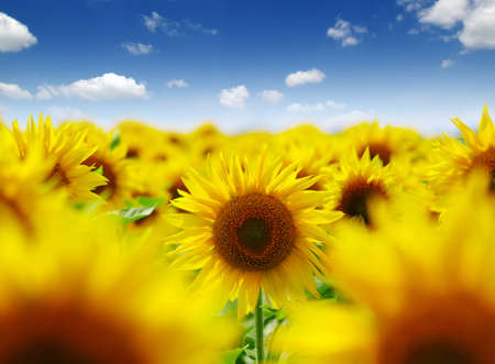 field of blooming sunflowers on a background of blue skyの写真素材