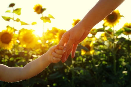 Hands of mother and son holding each other on the field of sunflowersの写真素材