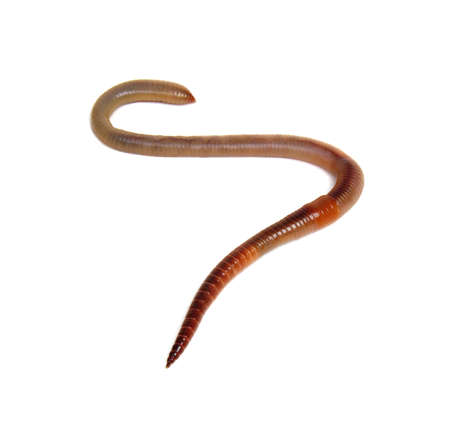 animal earth worm isolated on white backgroundの写真素材