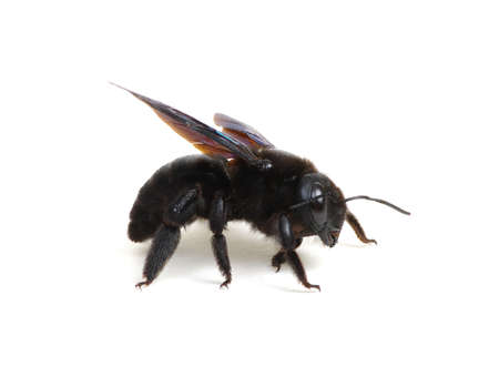 Bumblebee - Xylocopa violacea isolated on white backgroundの写真素材