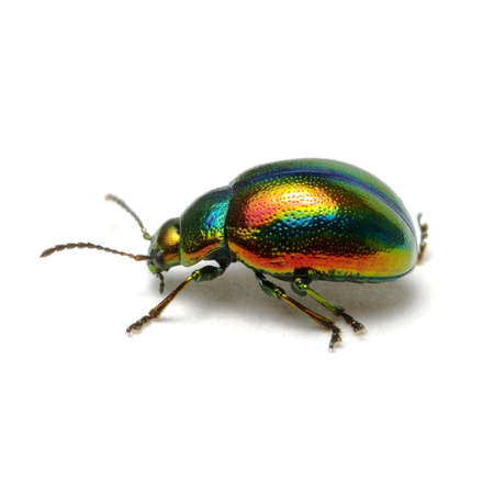 Green beetle isolated on white backgroundの写真素材