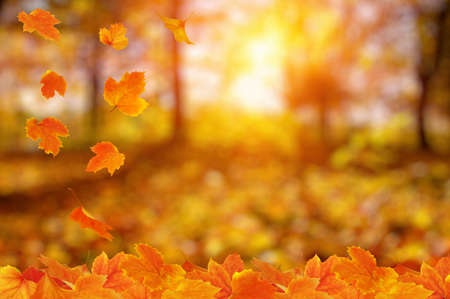 Autumn leaves on the sun. Fall blurred background.の写真素材