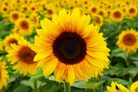 close-up of a beautiful sunflower in a fieldの写真素材