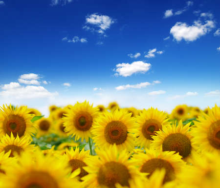 field of blooming sunflowers on a background of blue skyの写真素材