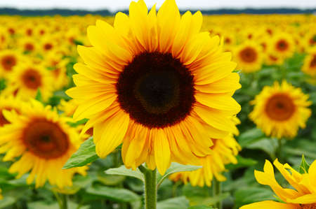 close-up of a beautiful sunflower in a fieldの写真素材