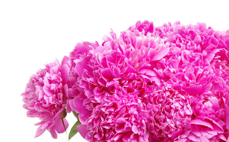 Pink peony flower isolated on white background.の写真素材