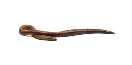 Earth worm isolated on white backgroundの写真素材