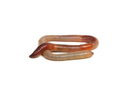animal earth worm isolated on white backgroundの写真素材
