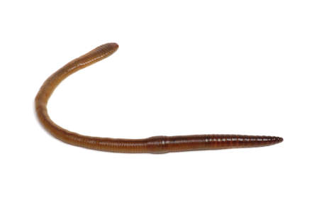 Earth worm isolated on white backgroundの写真素材