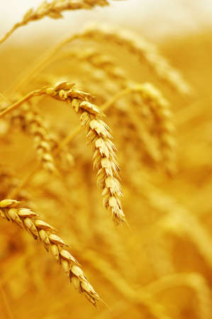 Background of ripening ears of wheat.の写真素材