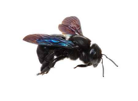 Black bumblebee isolated on white backgroundの写真素材